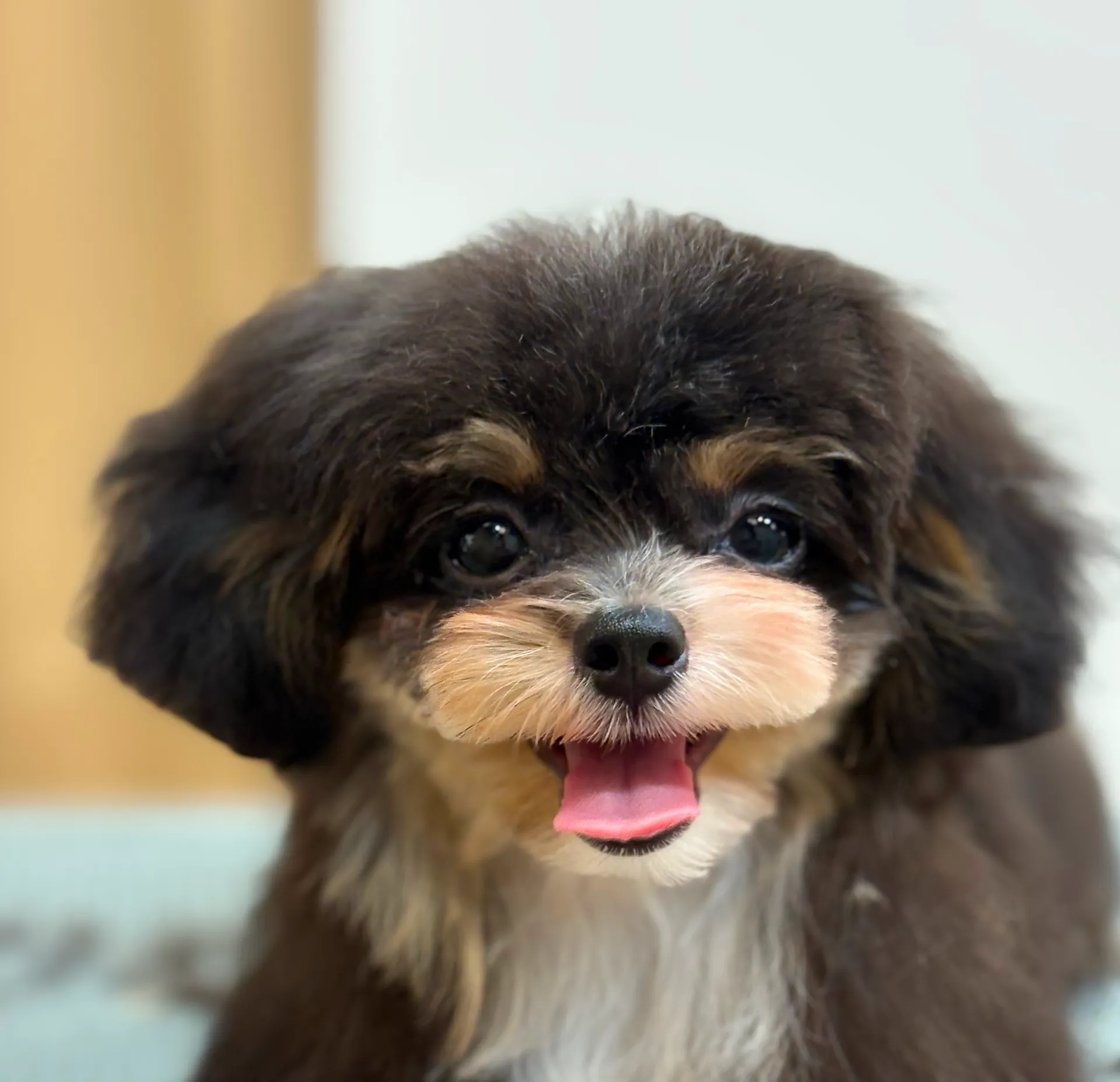 初めてのカット体験! のサムネイル画像