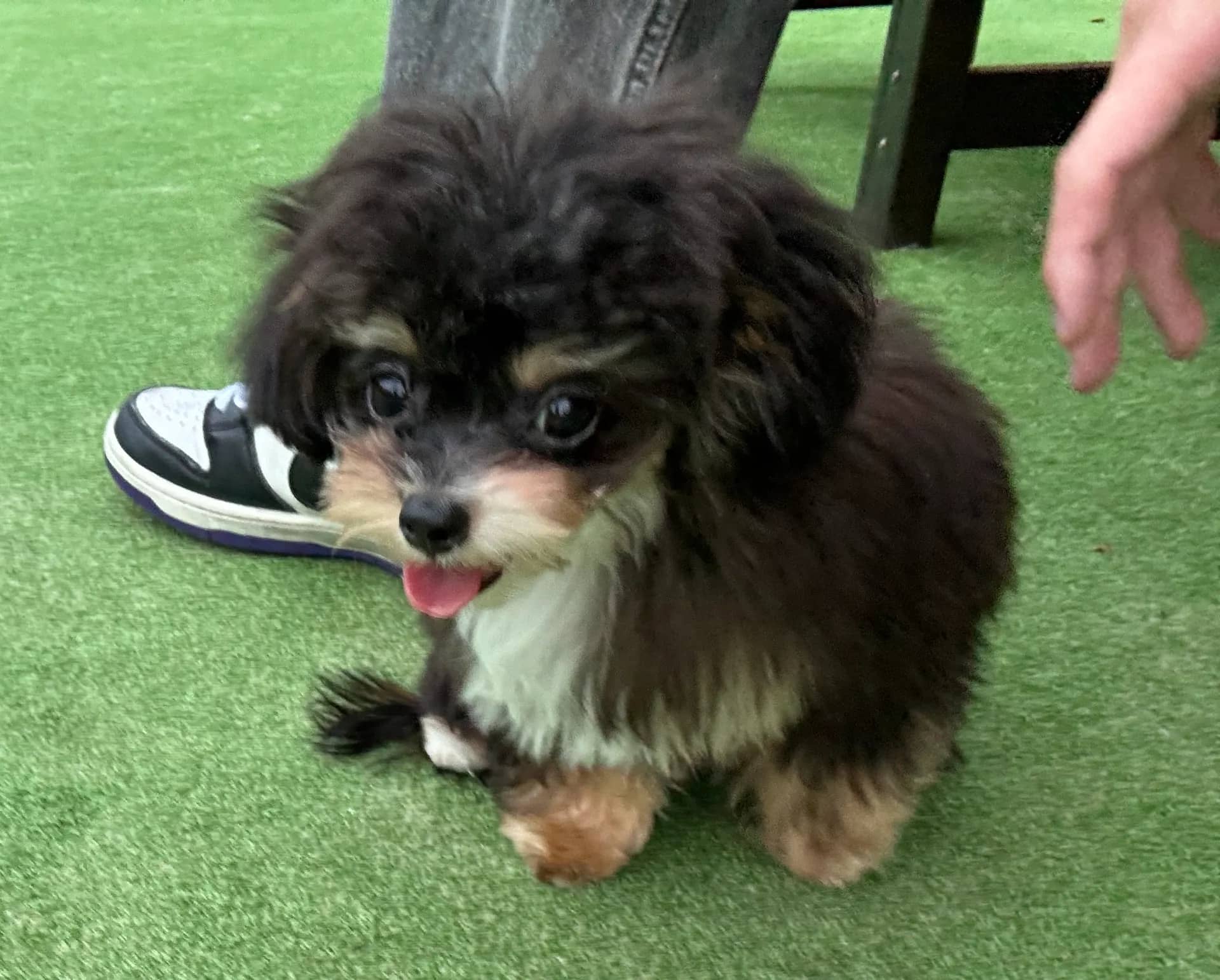初めてのドッグラン! のサムネイル画像
